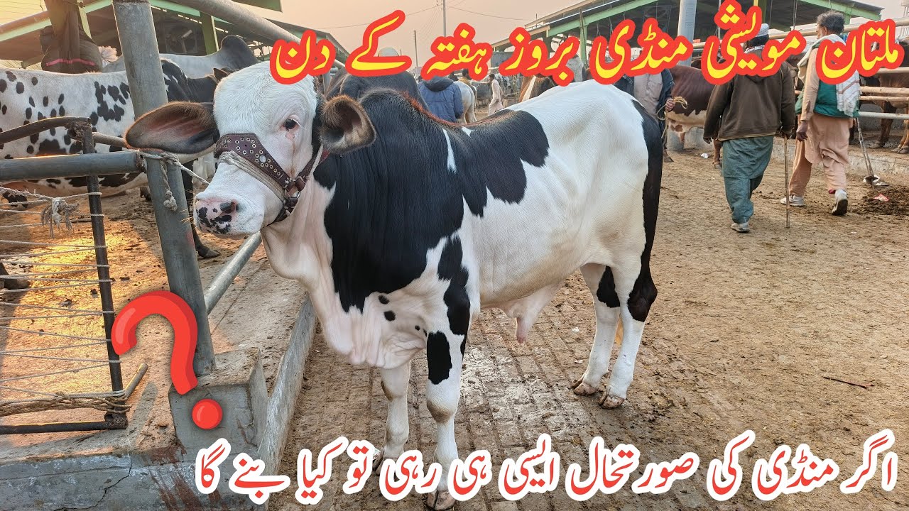 Multan Cow Mandi Saturday|| Multan Cow Mandi Mall Hua Sasta....?||