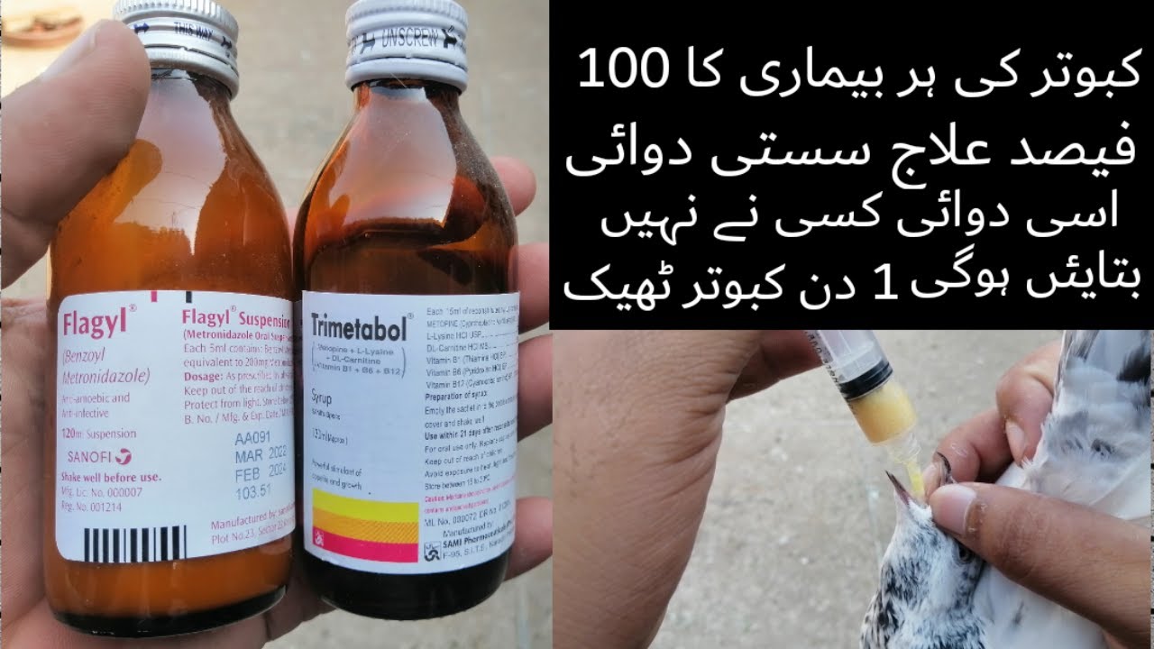kaboter Ki Har Bimari Ka Ilaj |100 Percent Granted | Ik Din Main Kaboter Theek |  Fahad Pigeon Club