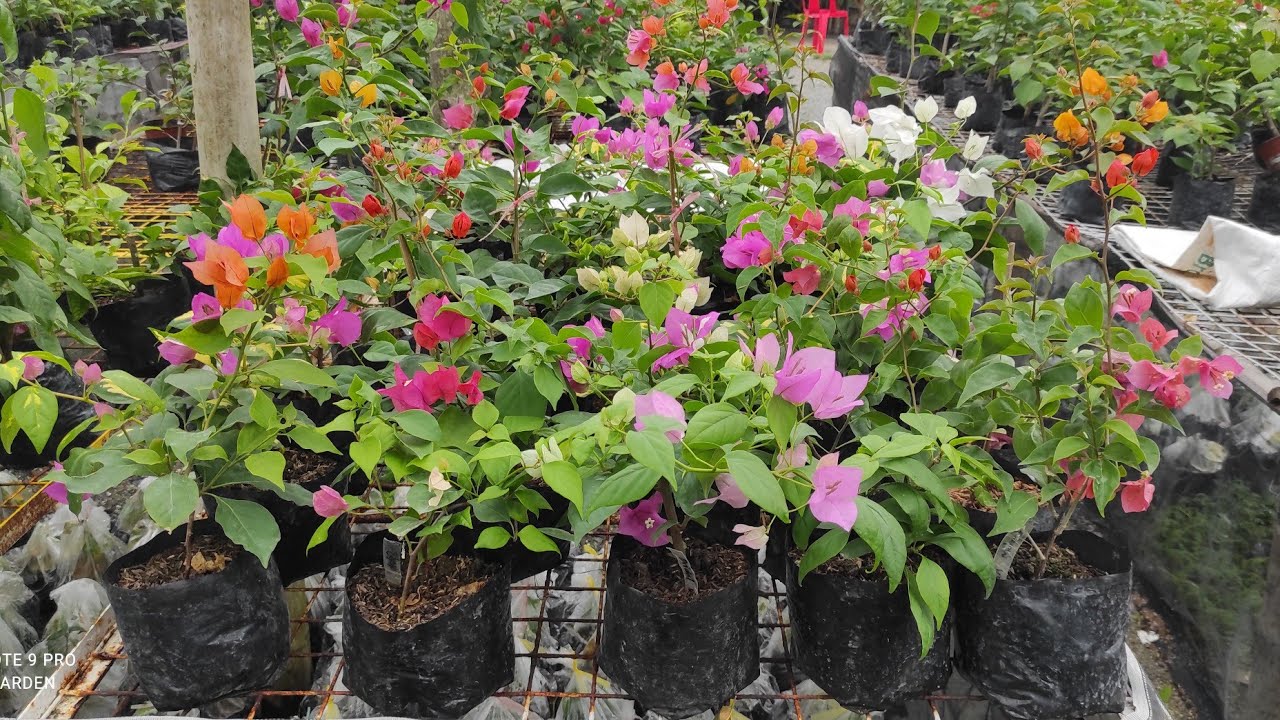 BAKIT BATA PA NAMUMULAKLAK NA ANG MGA BOUGAINVILLEA DITO SA ROYALE GARDEN