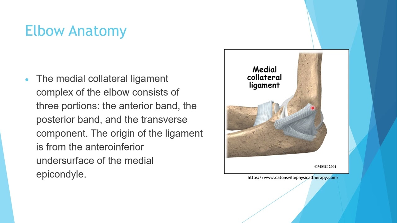 Anatomy upper extremity 2
