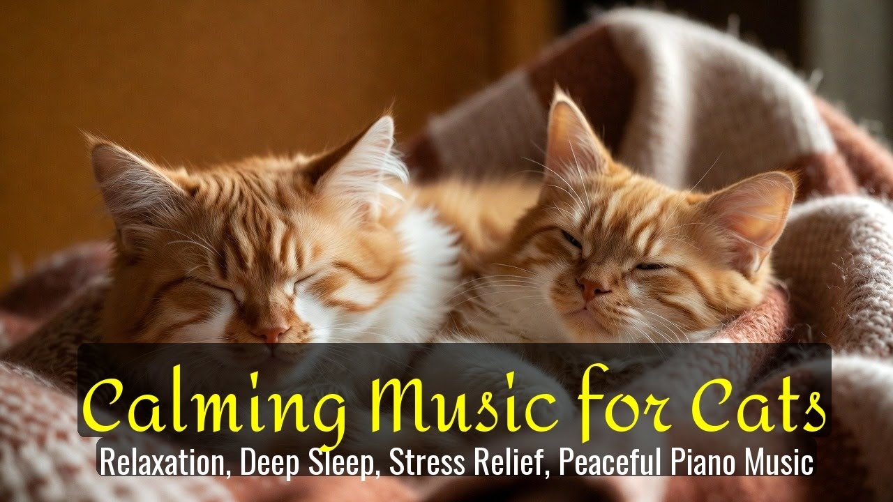 LIVE Cute Cat Nap Video for Deep Calm and Sleep 💤 | Season 37