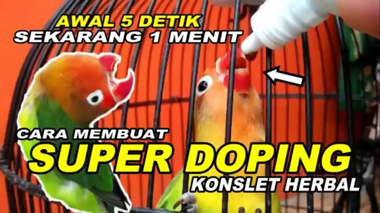 CARA MEMBUAT SUPER DOPING KONSLET HERBAL