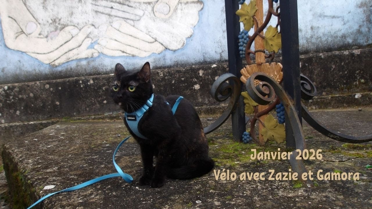 Sortie en vélo avec mon chat | Balade en harnais & sac à dos avec Zazie