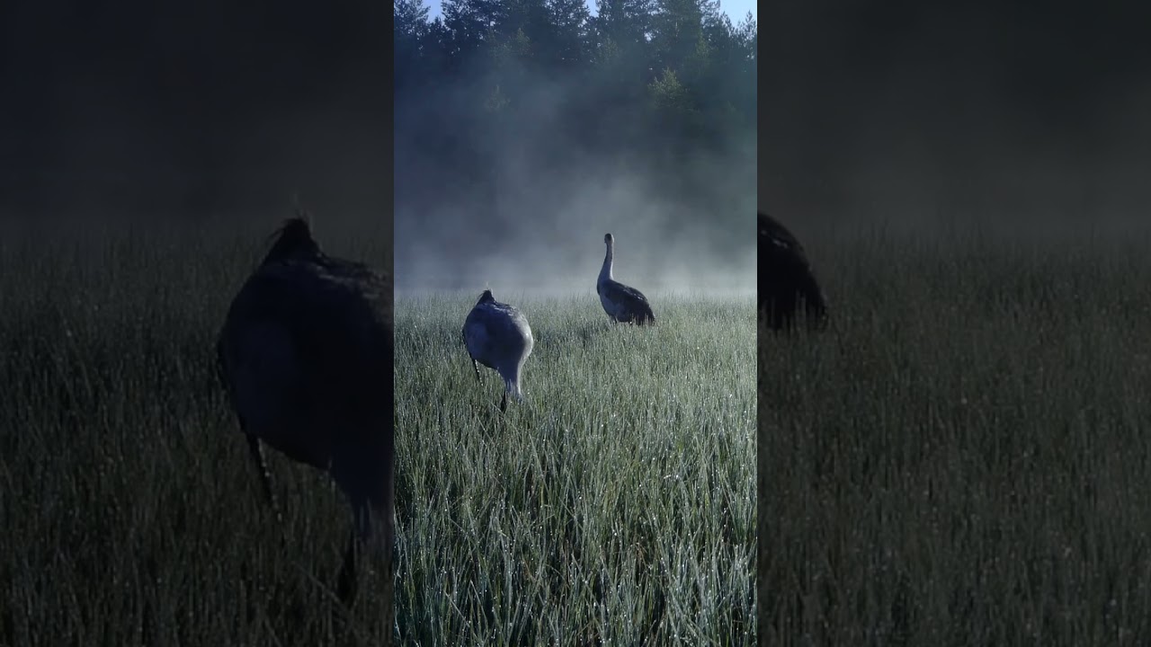 Kurjet kaivaa ev&auml;&auml;ns&auml; suosta! #kurki #suo #riistakamera #wildlife #nature #trailcam