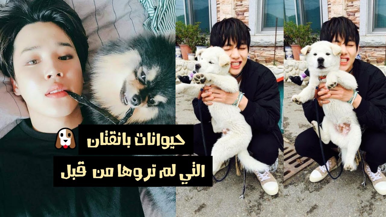 لنتعرف على حيوانات بانقتان الأليفة