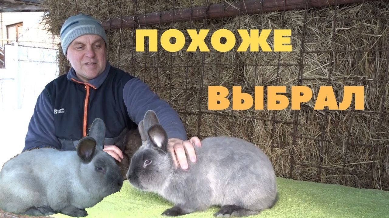 Возьму Сиамского Голубого кролика, но и Мардер Голубой очень нравится