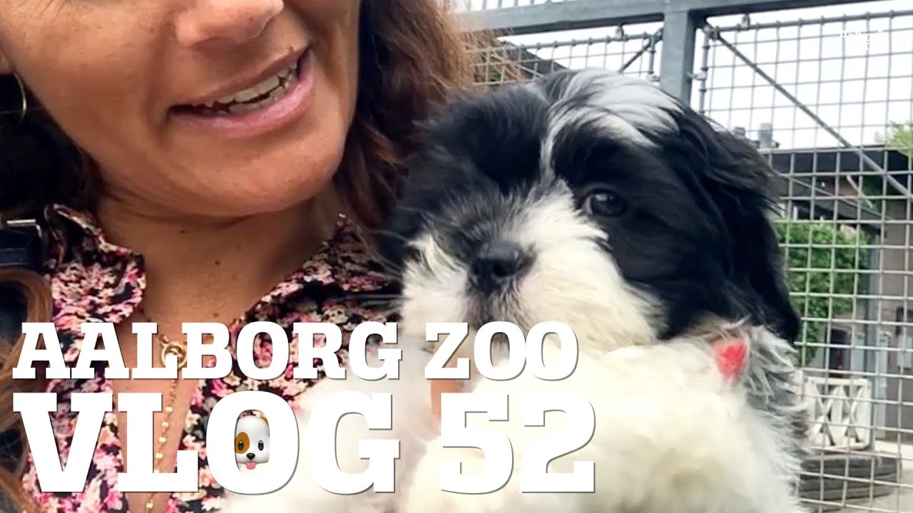 Hundehvalps første besøg i zoo 🐶 | Fra lort til luft 💩  | Orangutang brøl!? | Aalborg Zoo VLOG 52