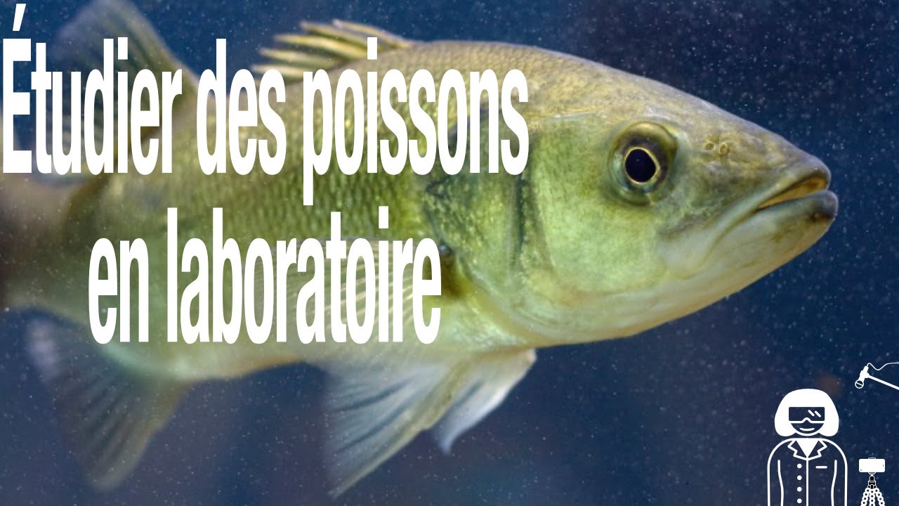 Étudier des poissons en laboratoire