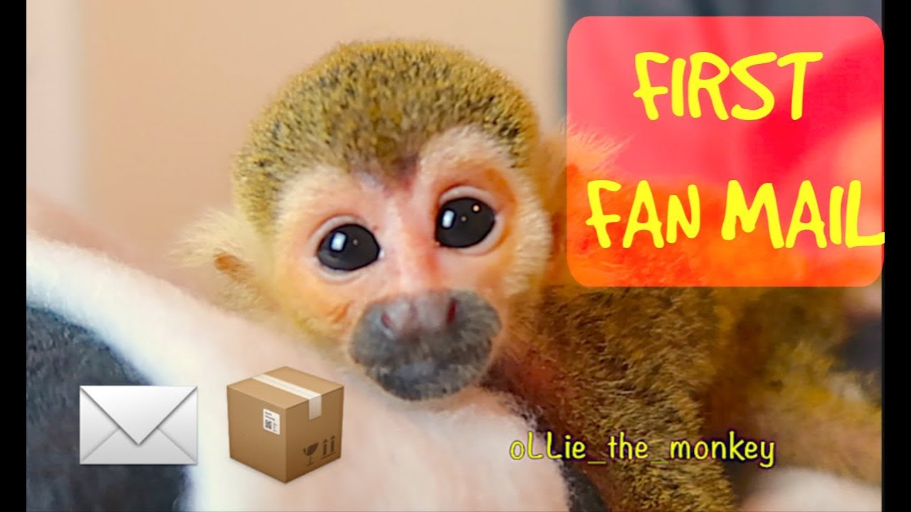 Baby Monkey oLLie First Fan Mail!!!