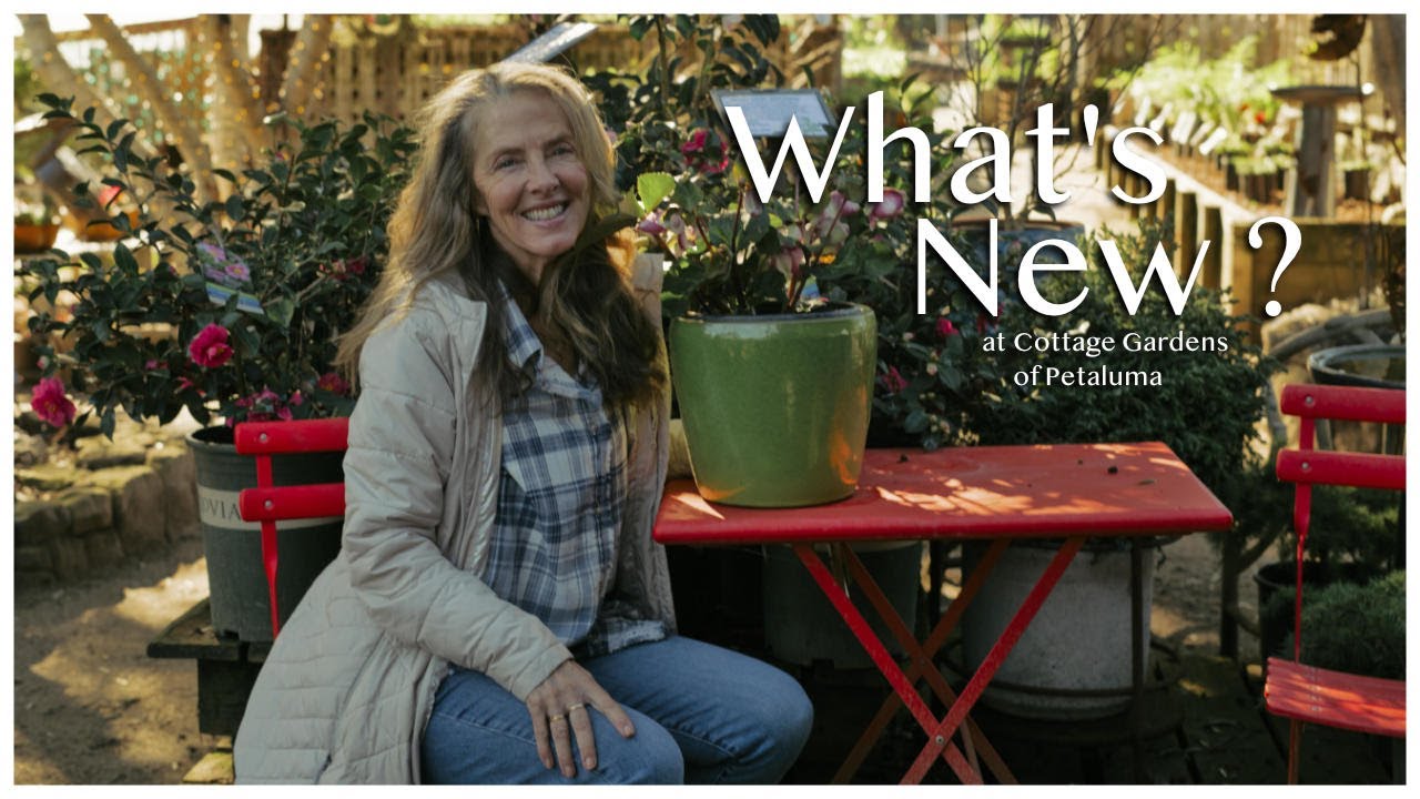 🌱What's New at Cottage Gardens of Petaluma? January Highlights..🌸#happygardeninglife #gardenadvice🌼