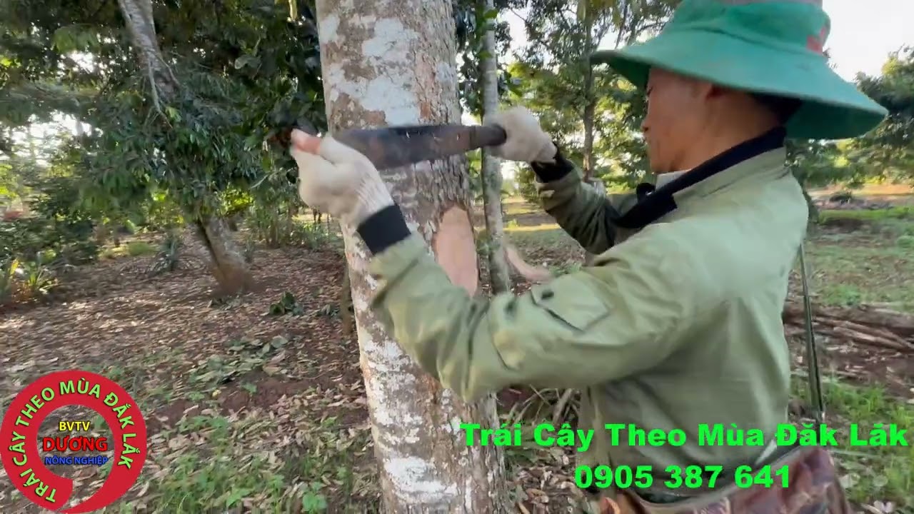 Kỹ Thuật Ghép Cải Tạo Sầu Riêng Tai Vườn Ở Đăk Lăk Phần 43