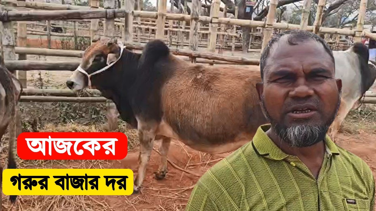 আজকের গরুর বাজার দর | Paragrame Gorur Haat 2026 | Belal Agro Usa