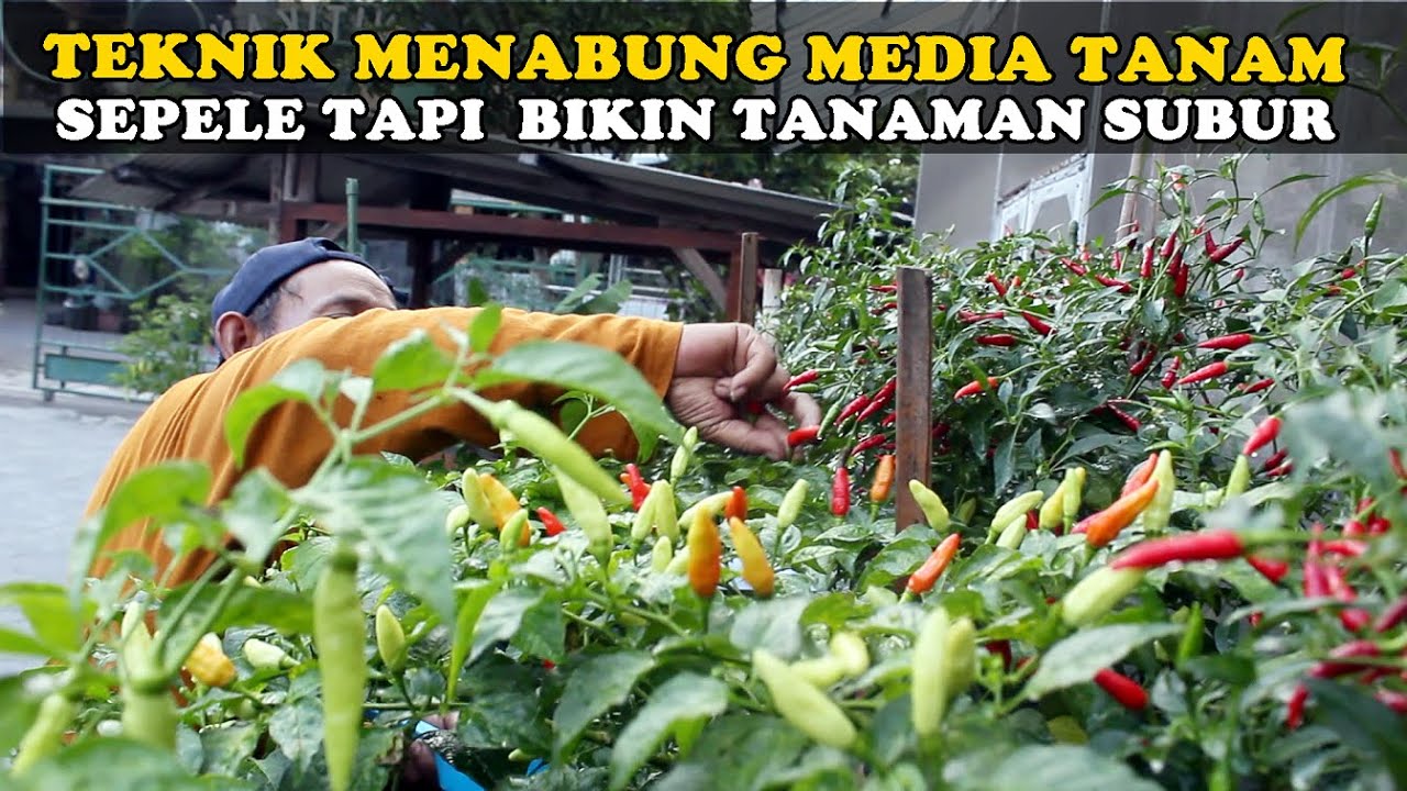 Kami Lakukan Teknik Menabung Media Tanam, Tanaman di Pot Jadi Subur dan Buahnya Lebat