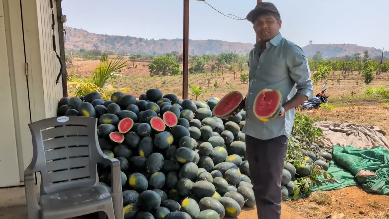 मोखाडा तालुक्यातील पळसपाडा येथे यशस्वी कलिंगड उत्पादन ०५ मार्च २०२६