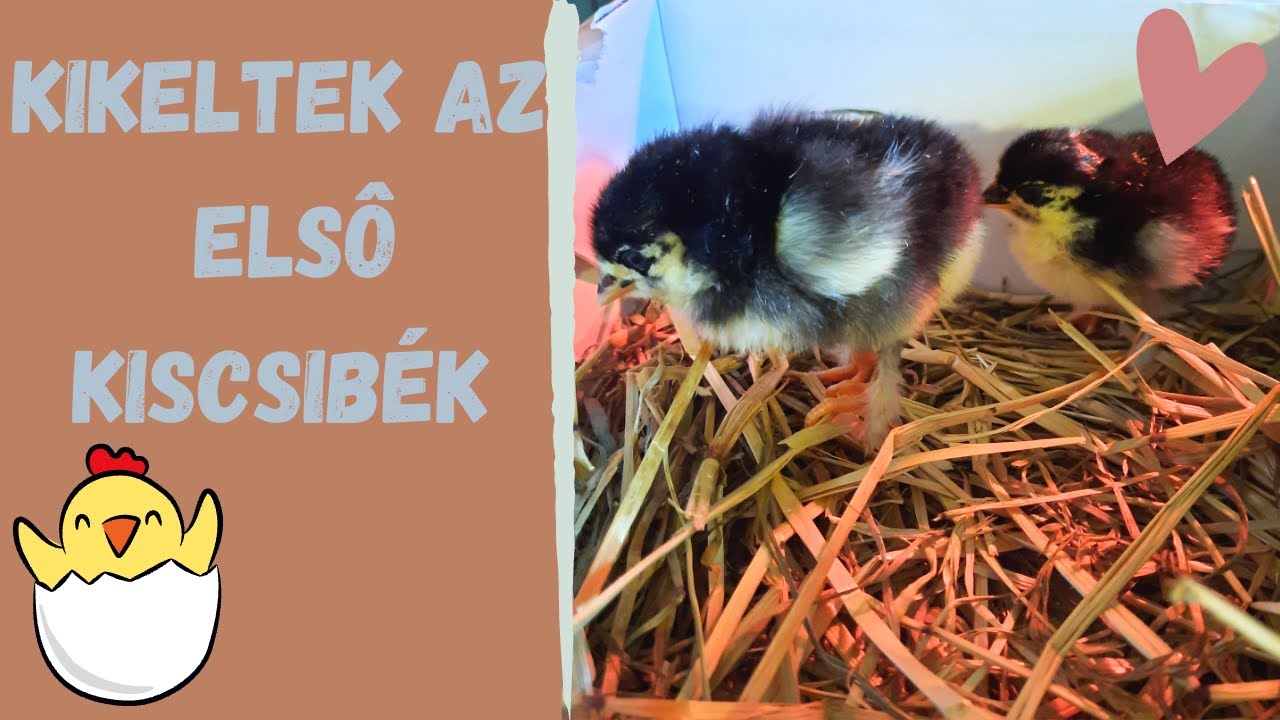 Az első #CSIRKE KELTETÉS , és tanulságai - félautomata keltetőben