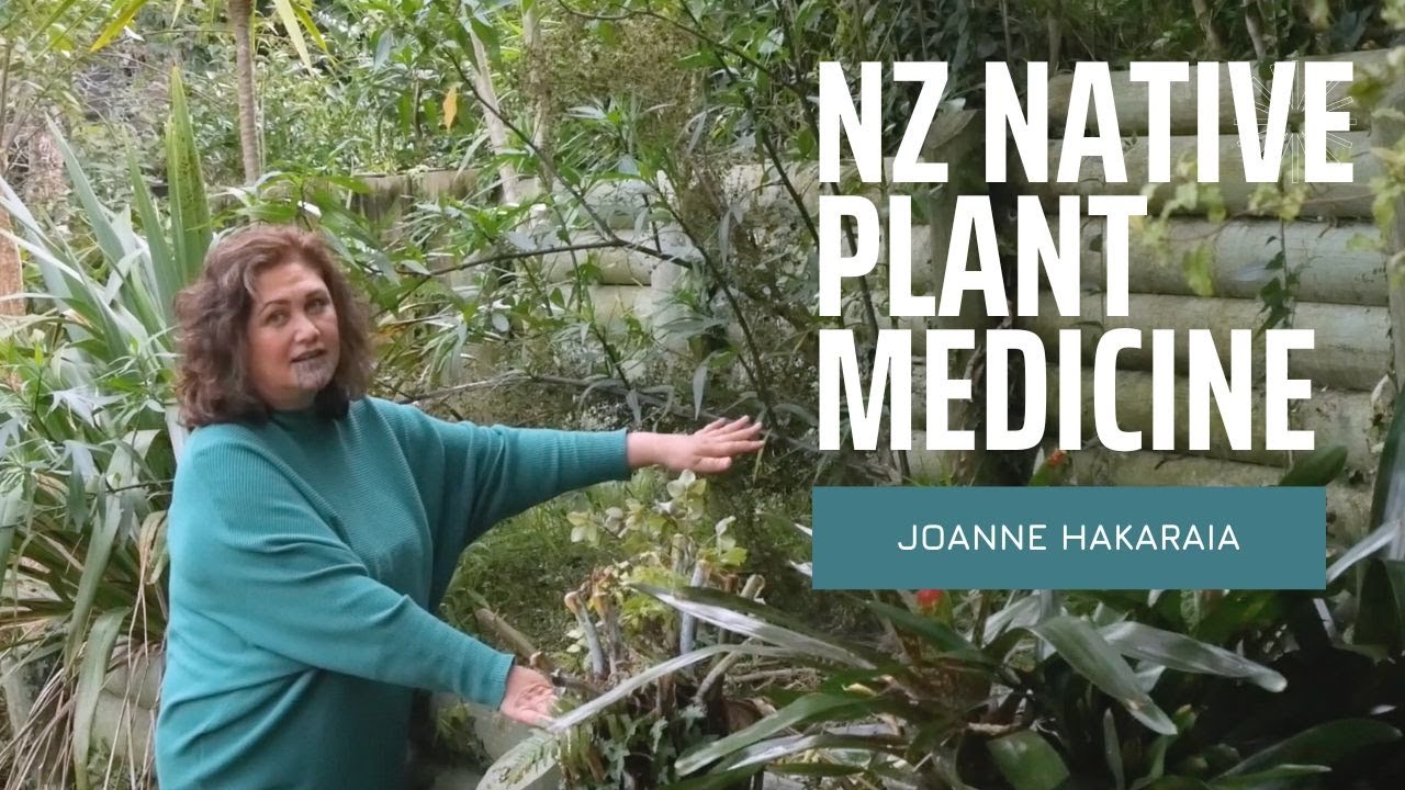My traditional plant medicine garden