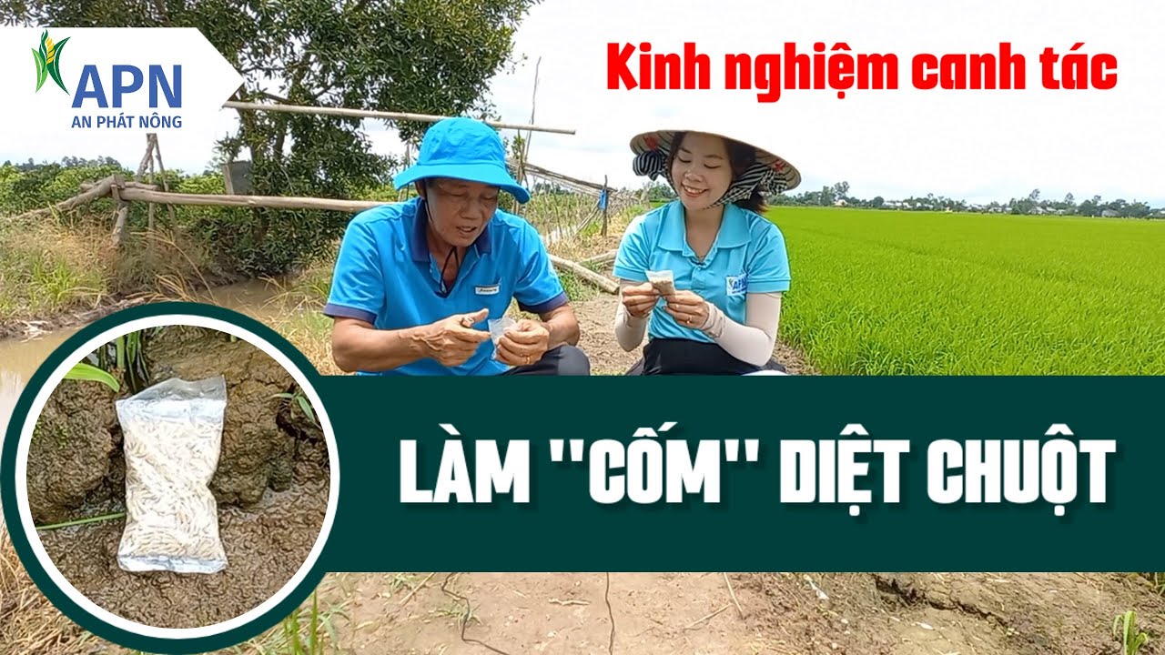 APN - LÀM 