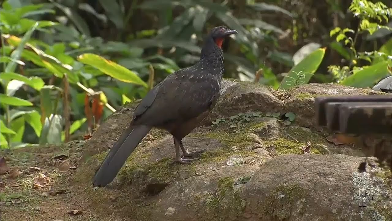 Repórter Eco | 30/09/2018