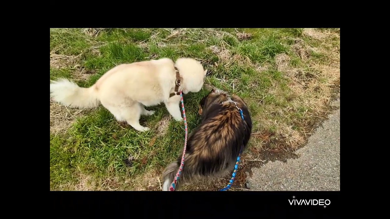 可愛いシニア犬さん　春を見つけに散歩