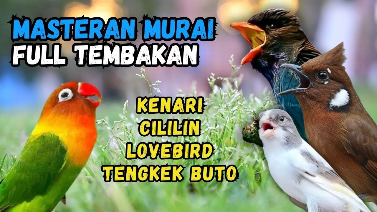 Masteran Murai Tembakan Cililin, Lovebird dan Tengkek Buto, Kenari