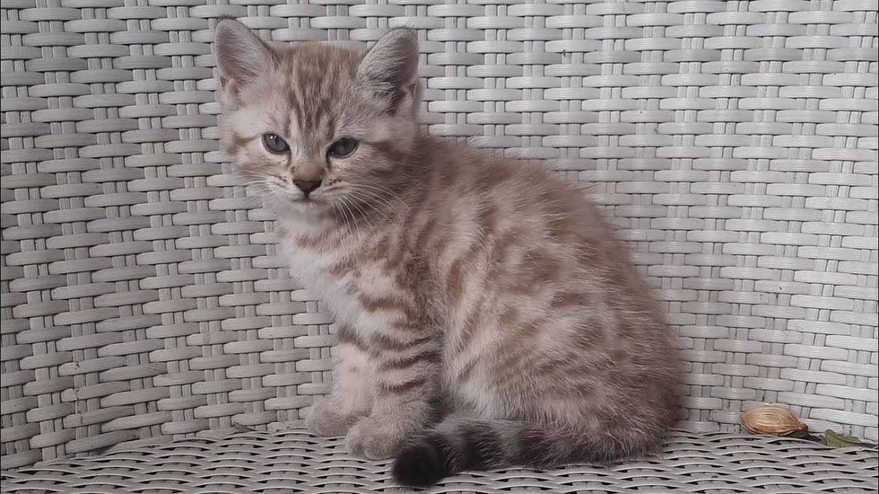ANAK KUCING MEONG MEONG OREN KURANG BAHAGIA KARENA LORENG SAKIT TANGANNYA