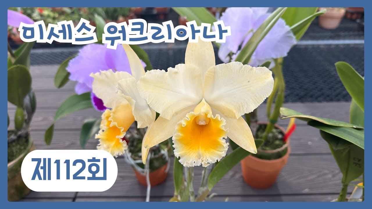 드디어 trianae Cristina가 개화하고 있어요~(판매개체들 소개)