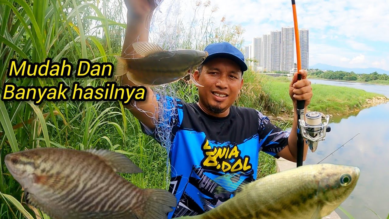 Memancing Ikan Sepat Siam Bersama Azim #gengdunia #fishing
