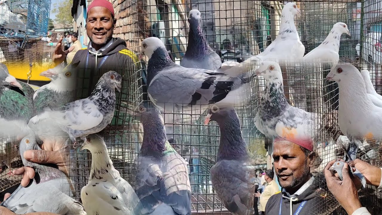 "কলকাতা"কবুতর হাট 11:01:2026/Kolkata Pigeon Market | Imtiaz bhai ar best Madras andhra pigeon market