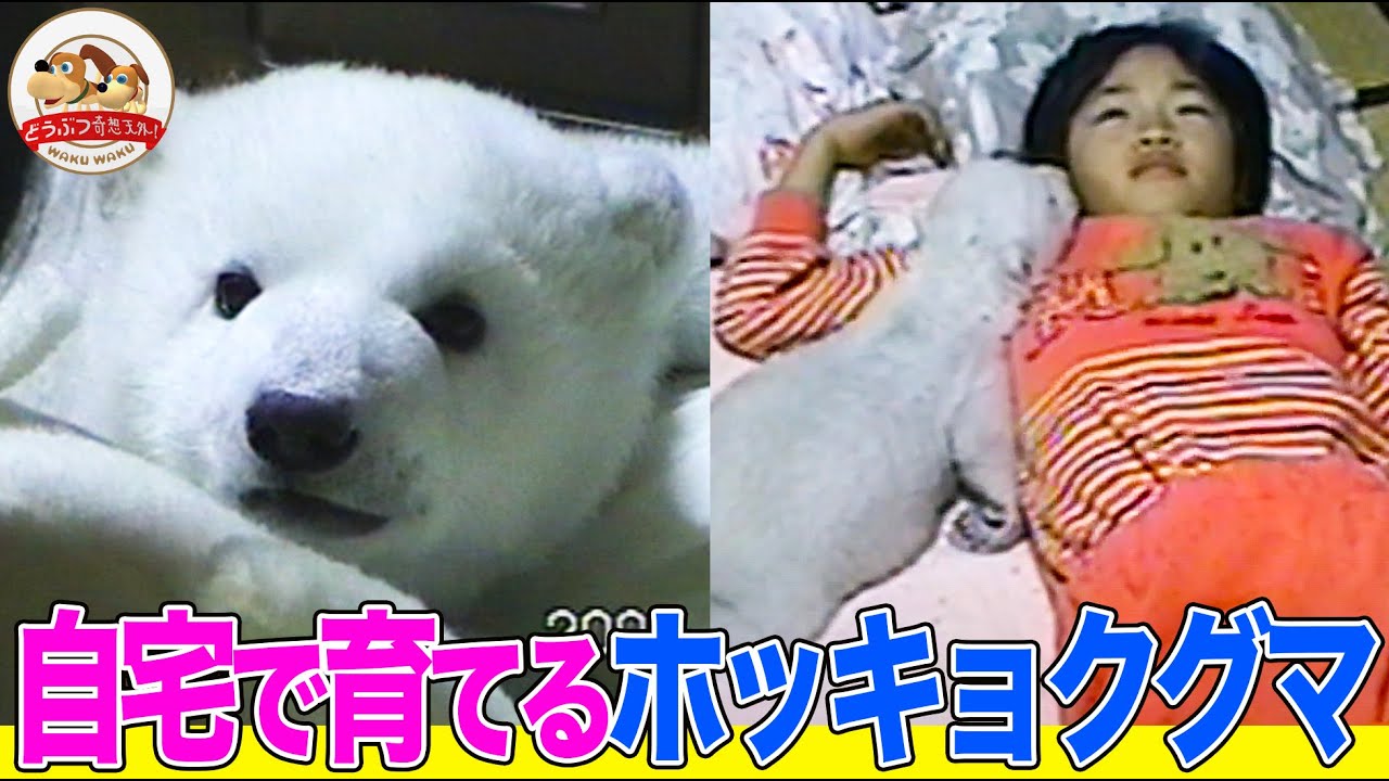 【貴重映像】飼育員の自宅で育てられたホッキョクグマ・ピースの成長物語！とべ動物園で日本初の人工哺育を成功させた