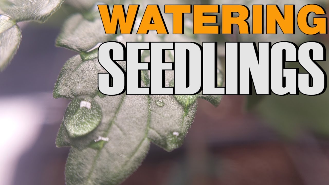 WATERING CANNABIS SEEDLINGS CORRECTLY