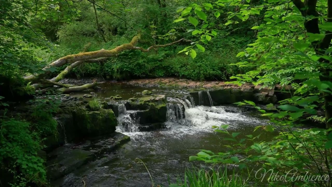 Forest River Serenity 🌊 Relaxing Water & Birdsong
