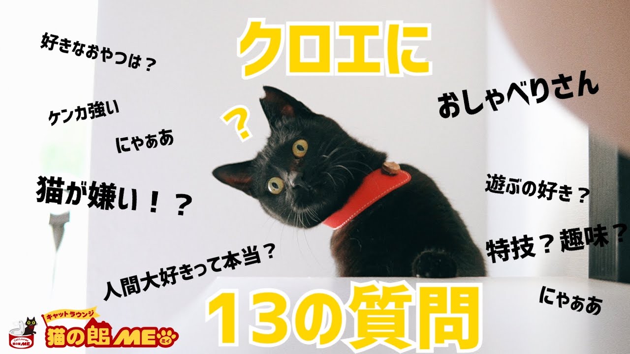 クロエに質問してみたら...