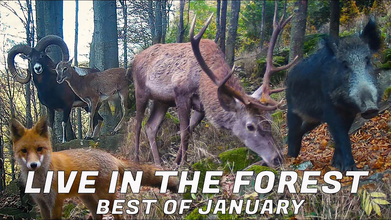 LIVE in the FOREST - best of November 2025