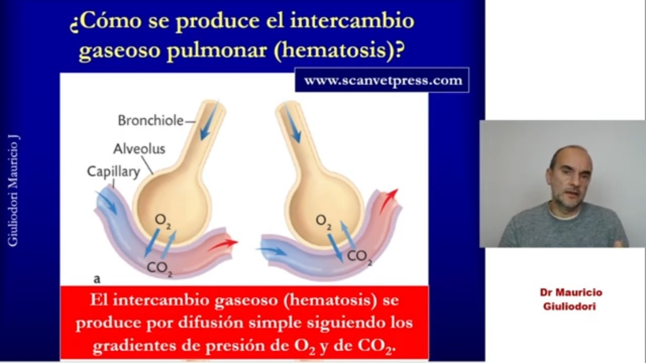 Fisiología respiratoria: ¿cómo se realiza el intercambio gaseoso de O2 y CO2 entre aire y sangre?