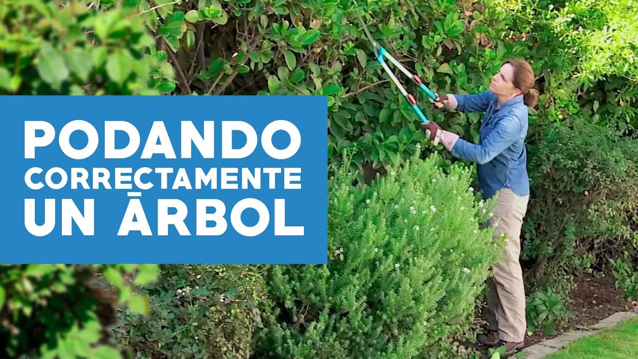 ¿Cómo podar correctamente un árbol?