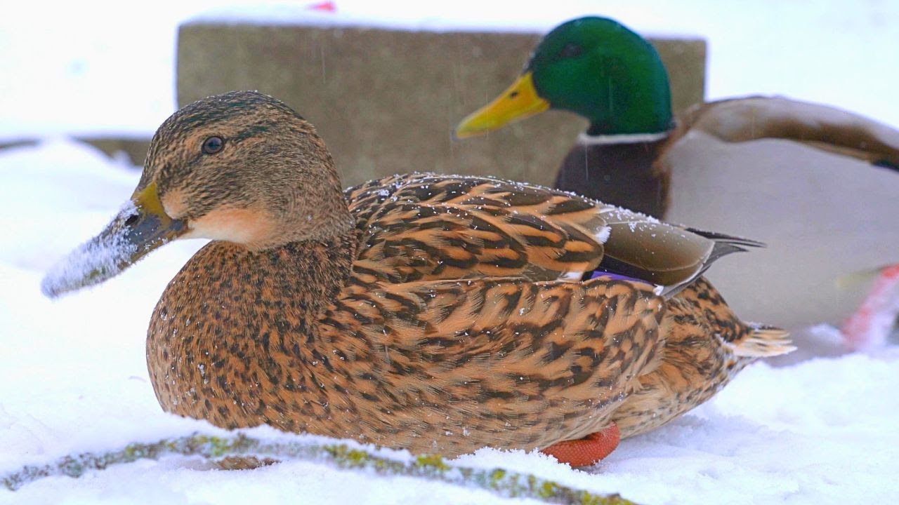 This Arctic Mallard Duck Hen is Stalking Me [4K]