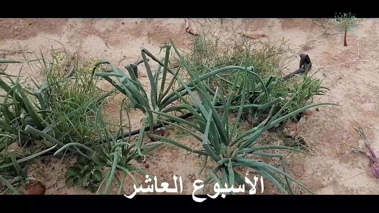 مراحل انتاج ونمو البصل و انتاج بذور البصل لزراعتها مرة أخرى فى موسم الزراعة