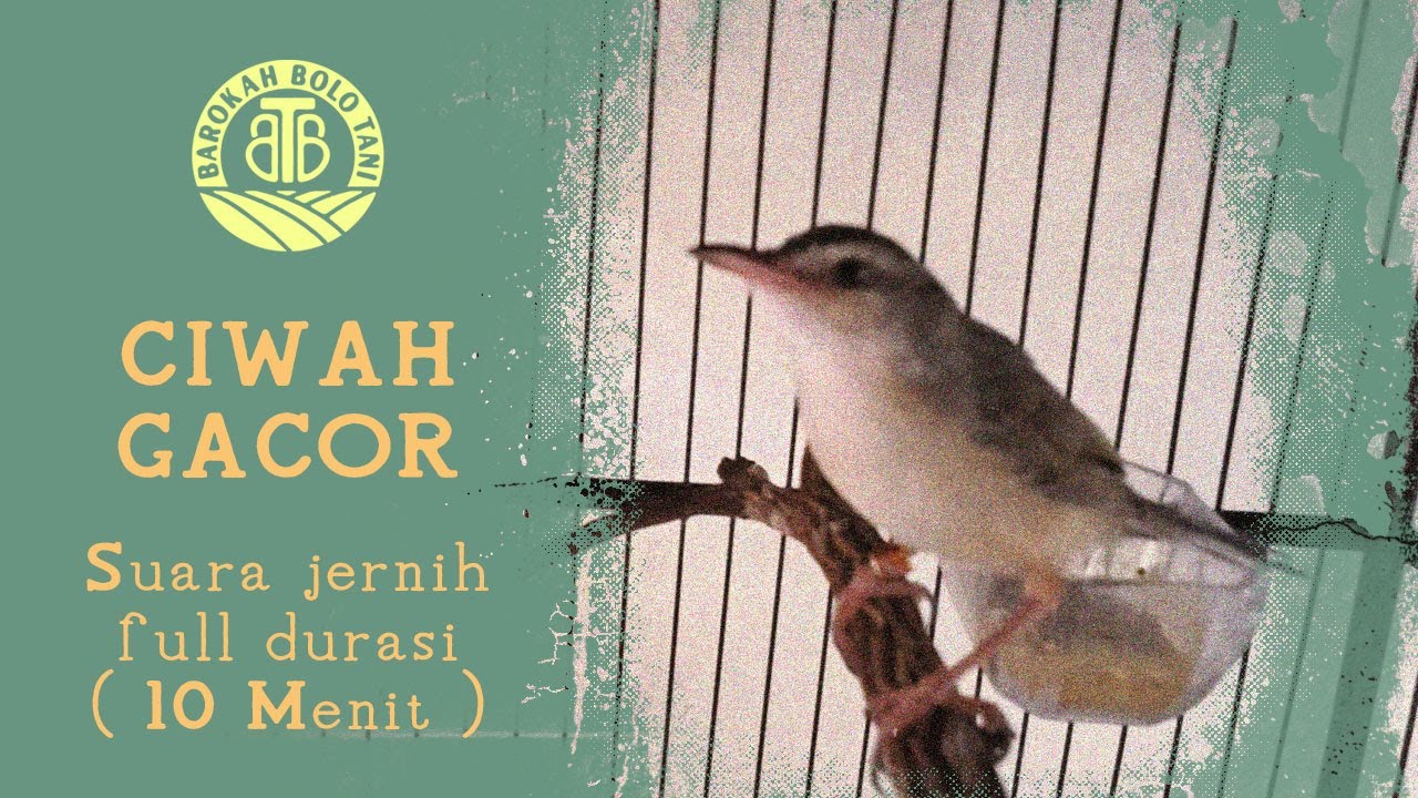 🐦 Ciwah Gacor Buat Masteran Isian Pancingan | Suara Kencang Biar Cepat Gacor dan Ngeriwik Panjang!