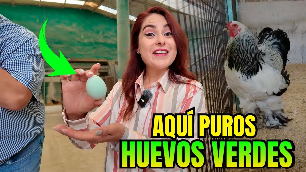 Solo HUEVOS VERDES ponen estas GALLINAS | ALMA CORONEL