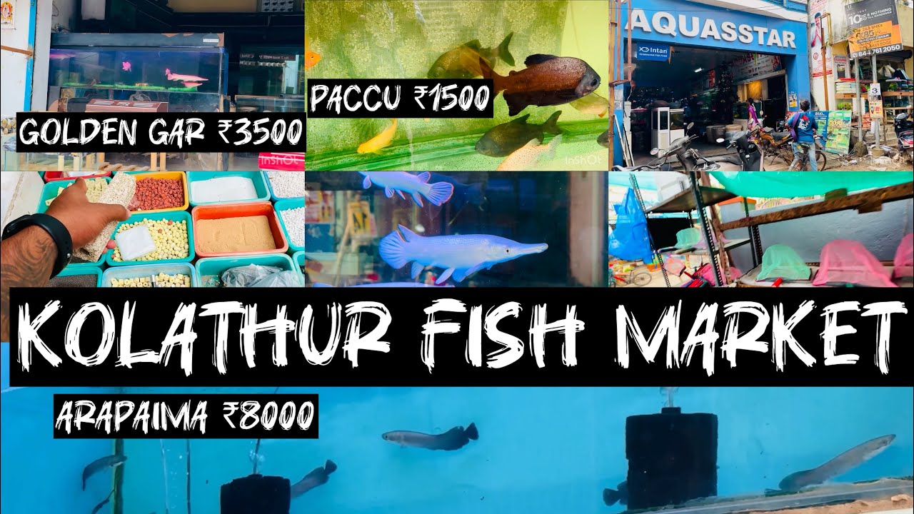 Kolathur fish market | accessories vanga ponom | monster fishes | tamil | predator lover 