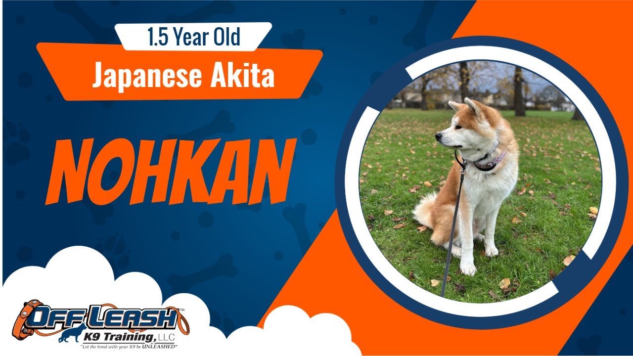 Best Japanese Akita Dog Training | Nohkan | Dog Training in London