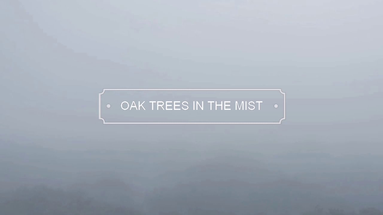 Oak trees in the mist..