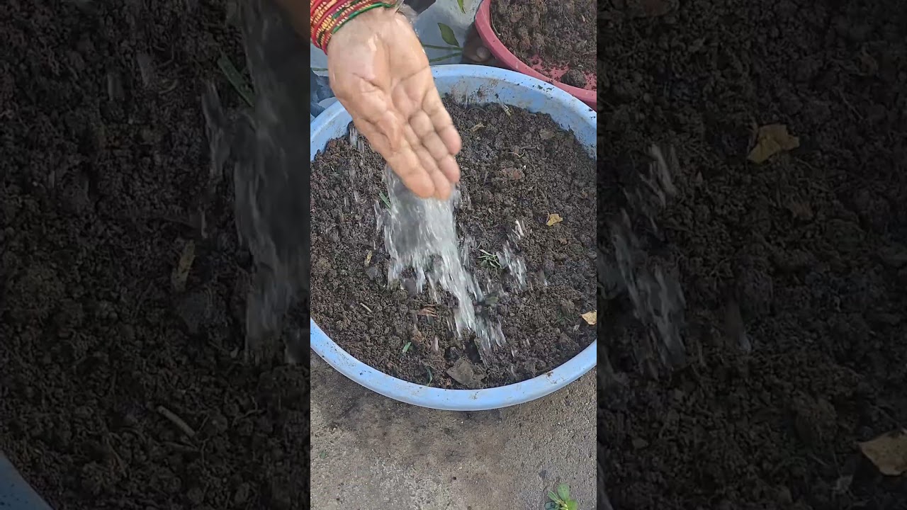 12 Days Since Sowing... Look at Them Now!