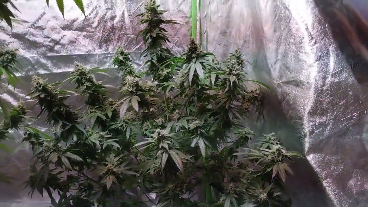 UFGenetix -ILGM-Runtz--Day before Harvest
