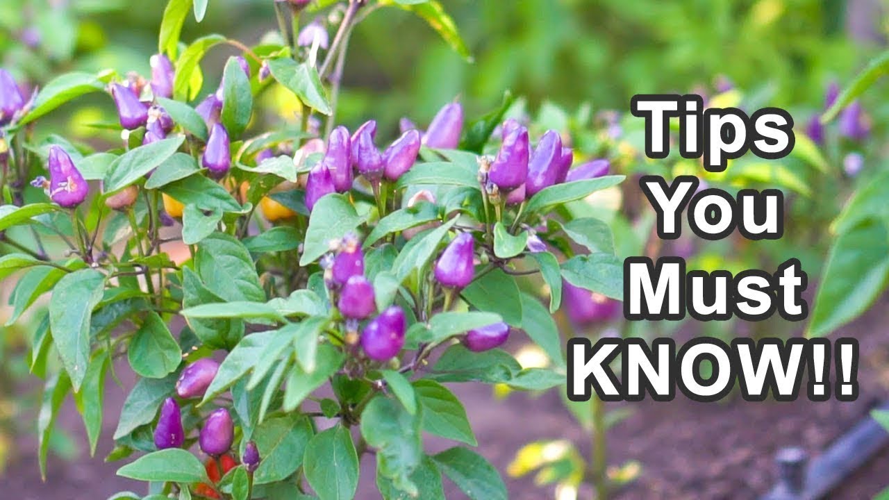 5 Tips to Grow Lots of Peppers