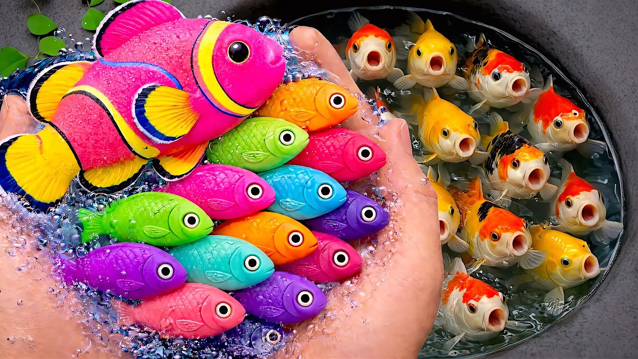 Serok ikan warna-warni air tawar, ikan hias, ikan mas lucu, ikan koi, ikan komet, kura-kura brazil