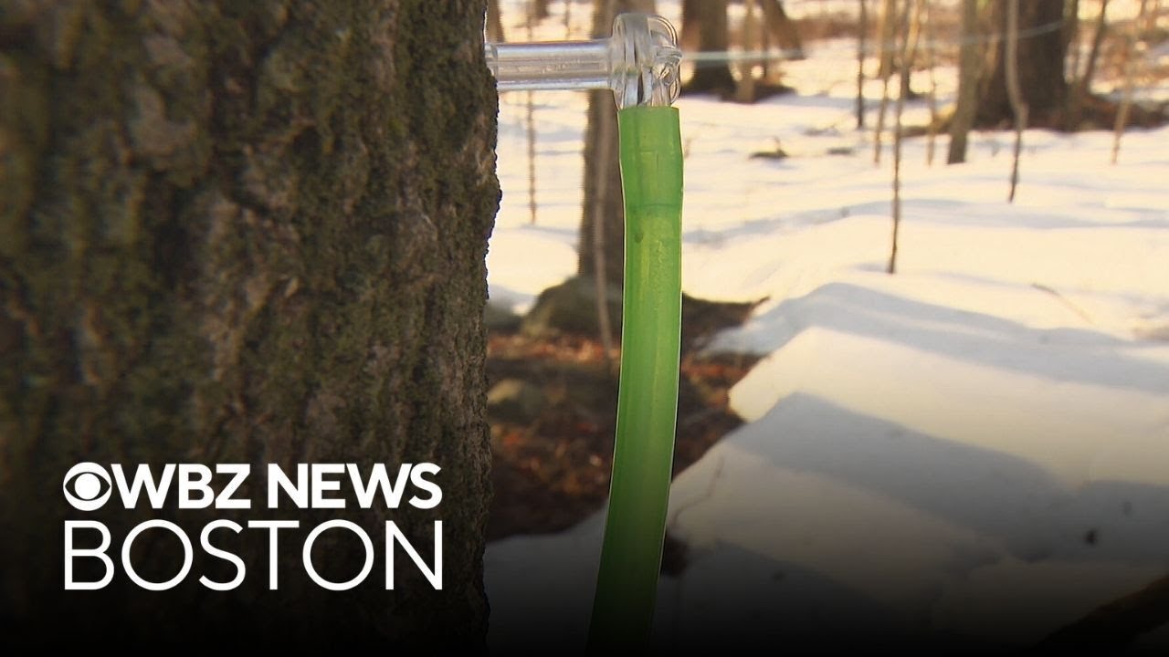 Here's a look at the modern way of getting maple syrup from a tree