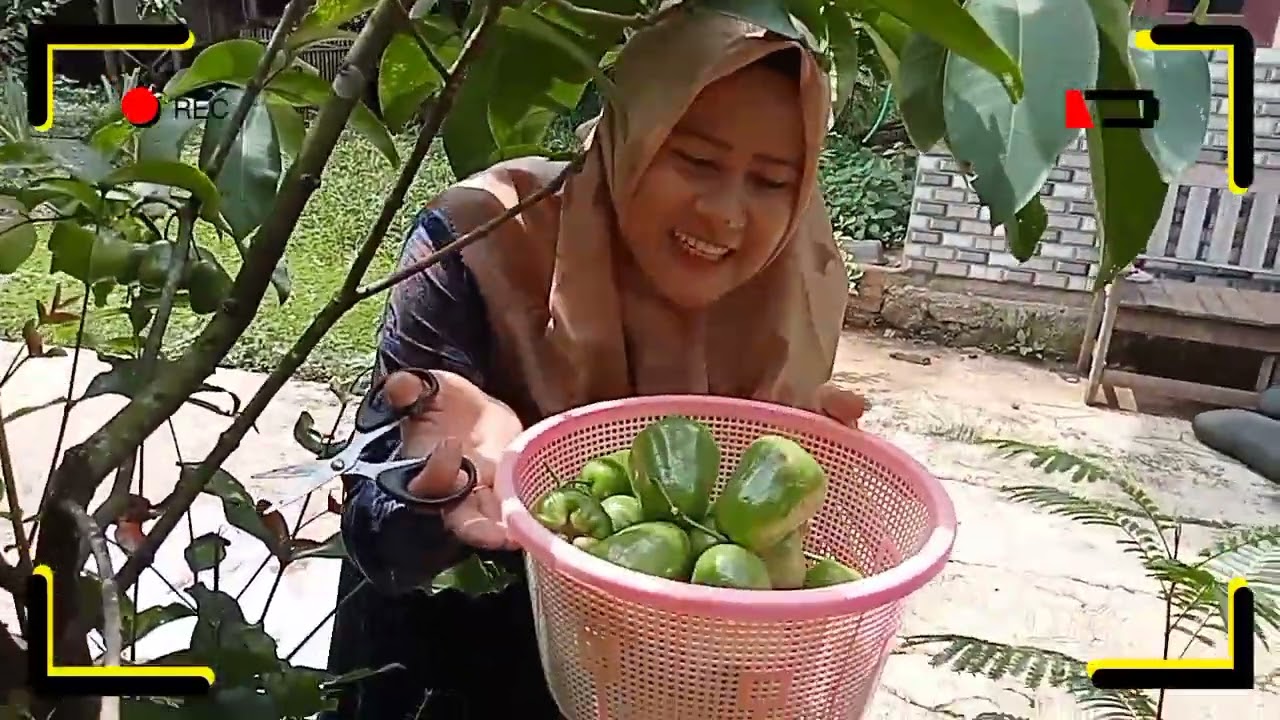 panen jambu Kiojok Tabulampot dipampingi oleh Bidadari