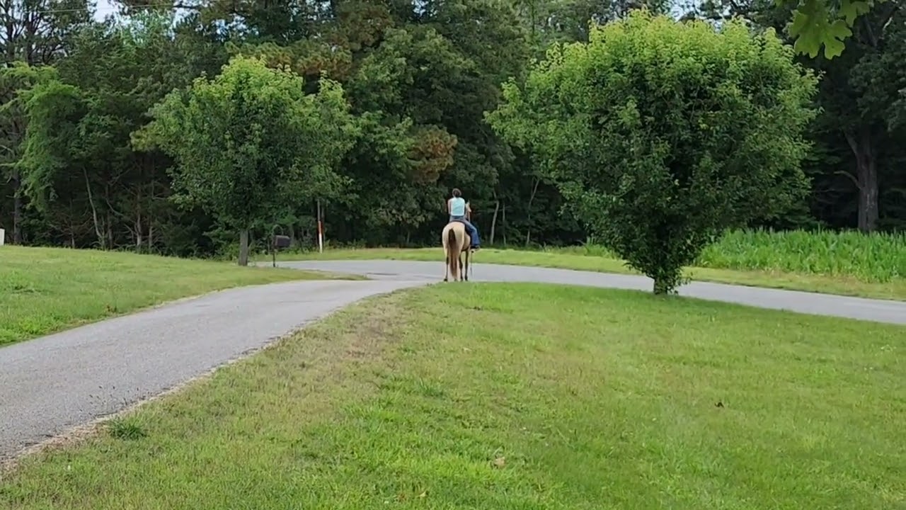 Sultan 3 year old dappled buckskin gaited horse for sale in Kentucky