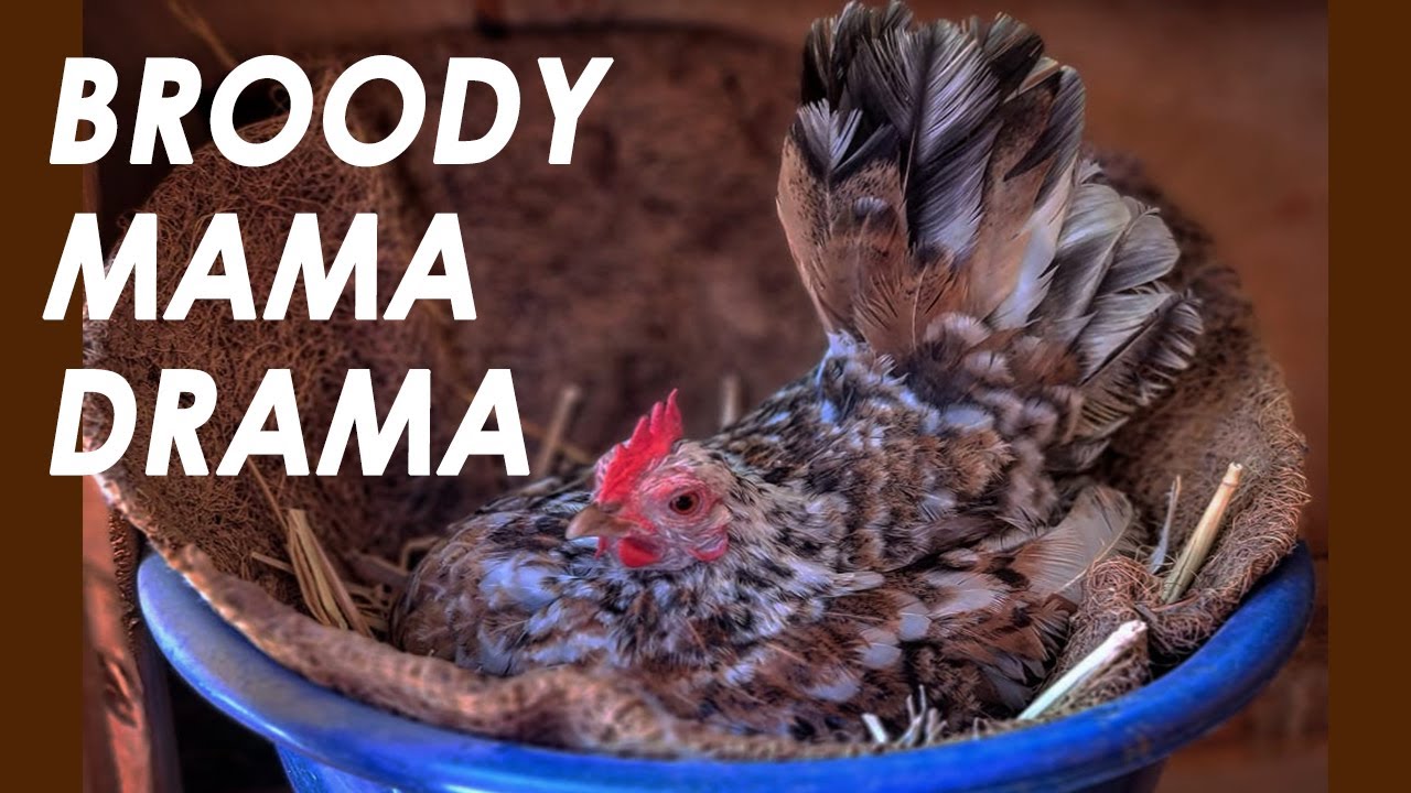 Broody Mama Drama | Tiny Chickens | Miniature Chickens | My Seramas